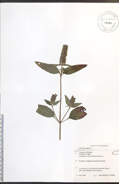 Image of common selfheal