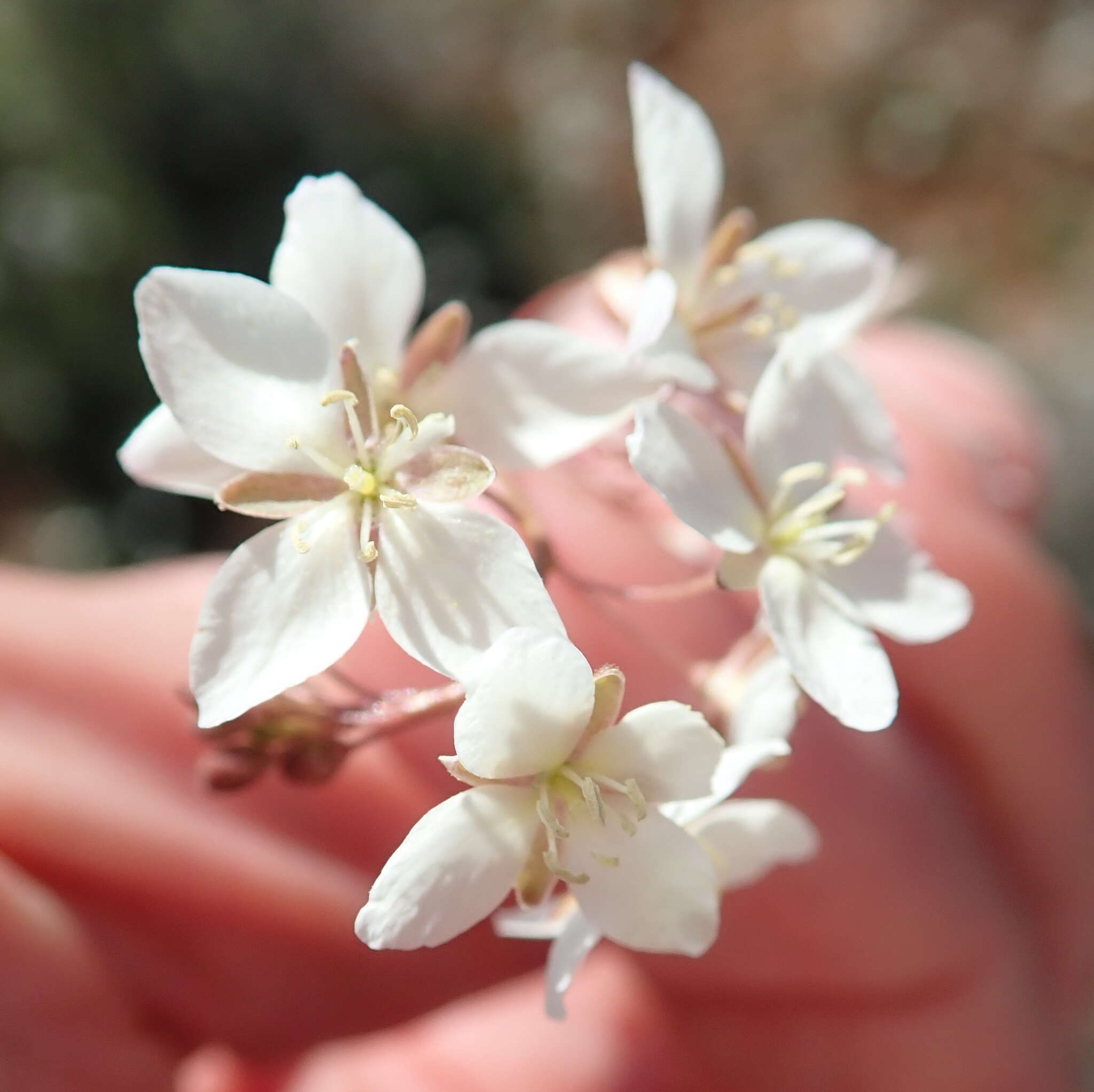 Image of Heliophila pubescens Burch. ex Sond.