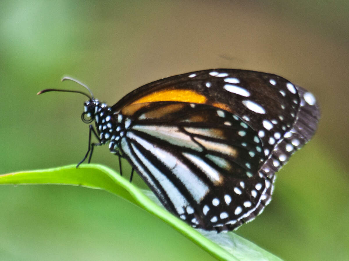 Sivun Danaus (Anosia) melanippus subsp. hegesippus Cramer 1777 kuva