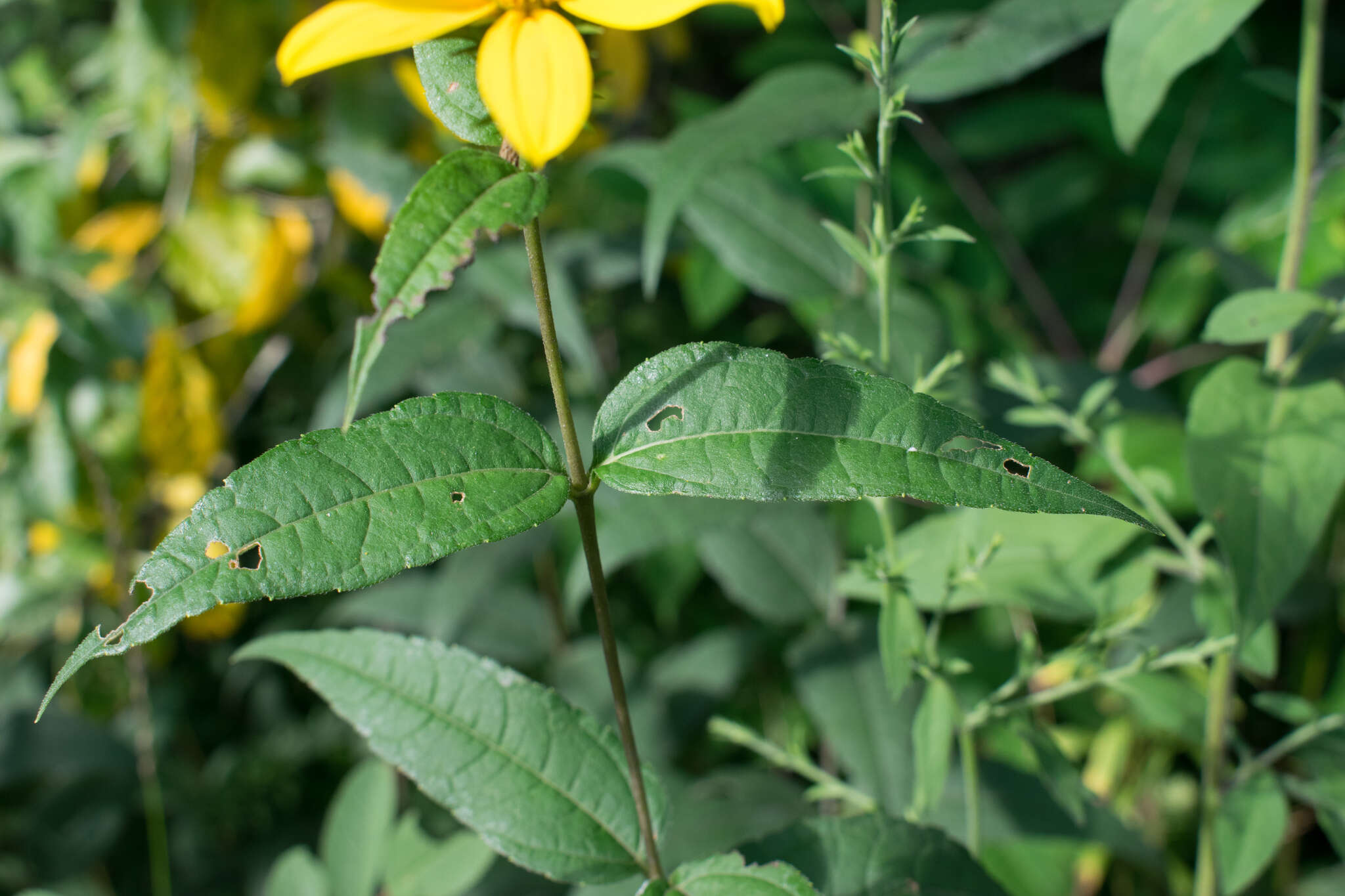 صورة Helianthus divaricatus L.