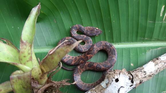 صورة Leptodeira rhombifera Günther 1872