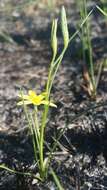 Image of fringed yellow star-grass