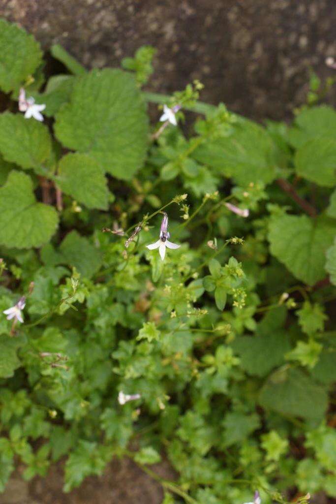 Plancia ëd Lobelia vanreenensis (Kuntze) K. Schum.