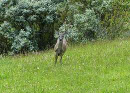 Image of Odocoileus virginianus ustus Trouessart 1910