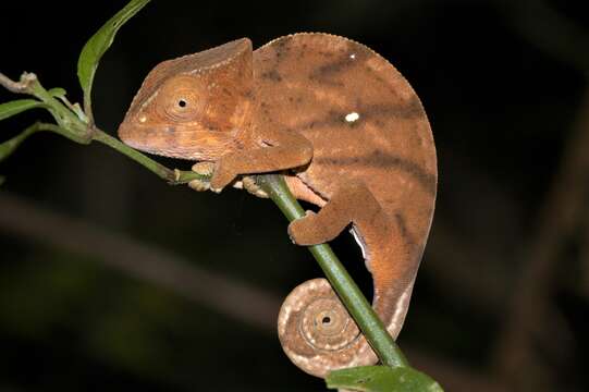 Image of Calumma ambreense (Ramanantsoa 1974)