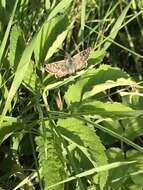 Image of large grizzled skipper