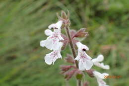 Image of Stachys rivularis J. M. Wood & M. S. Evans