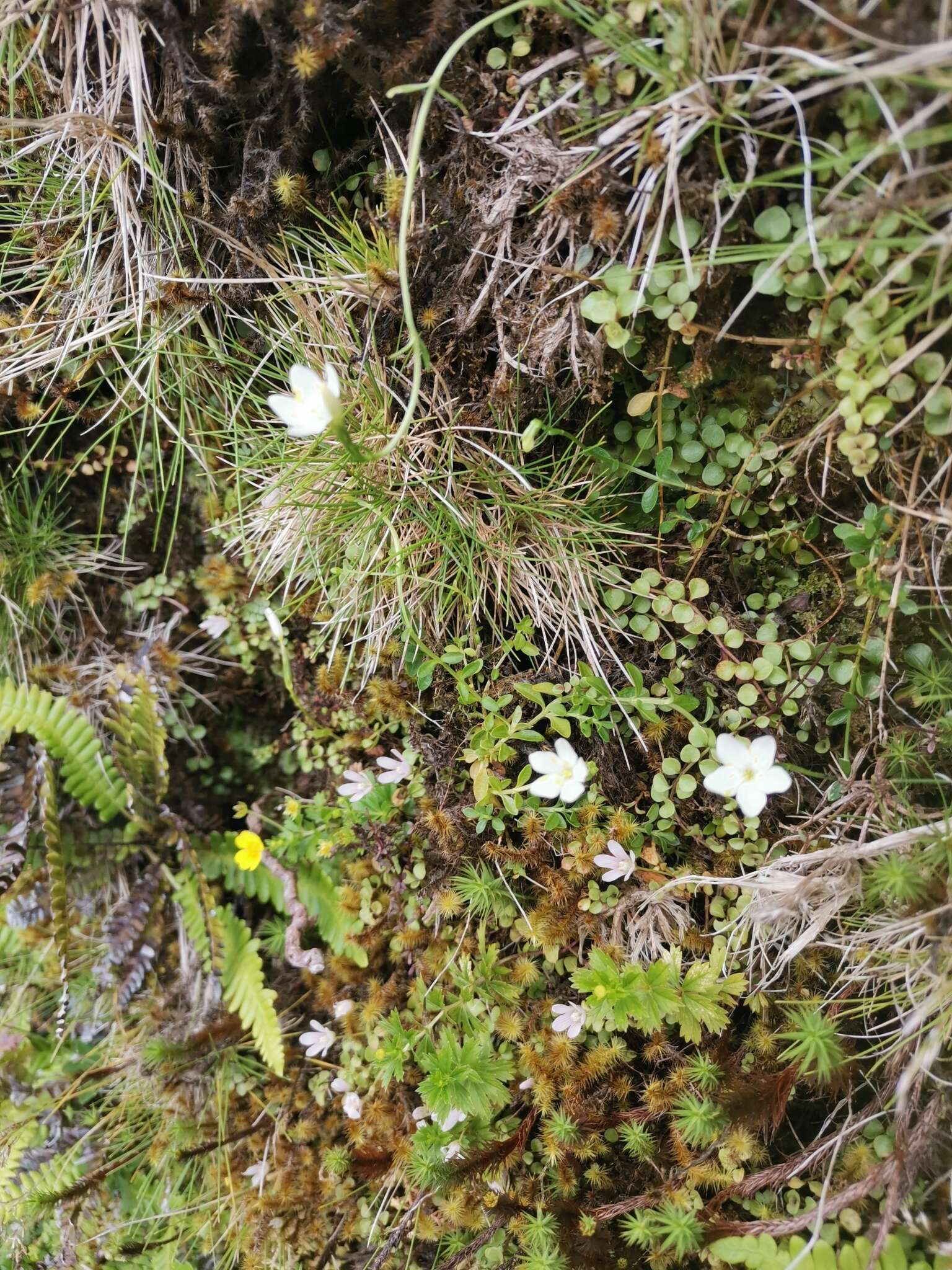 Image of Centaurium scilloides (L. fil.) Samp.