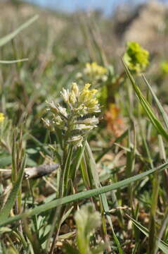 Image of Alyssum hirsutum M. Bieb.