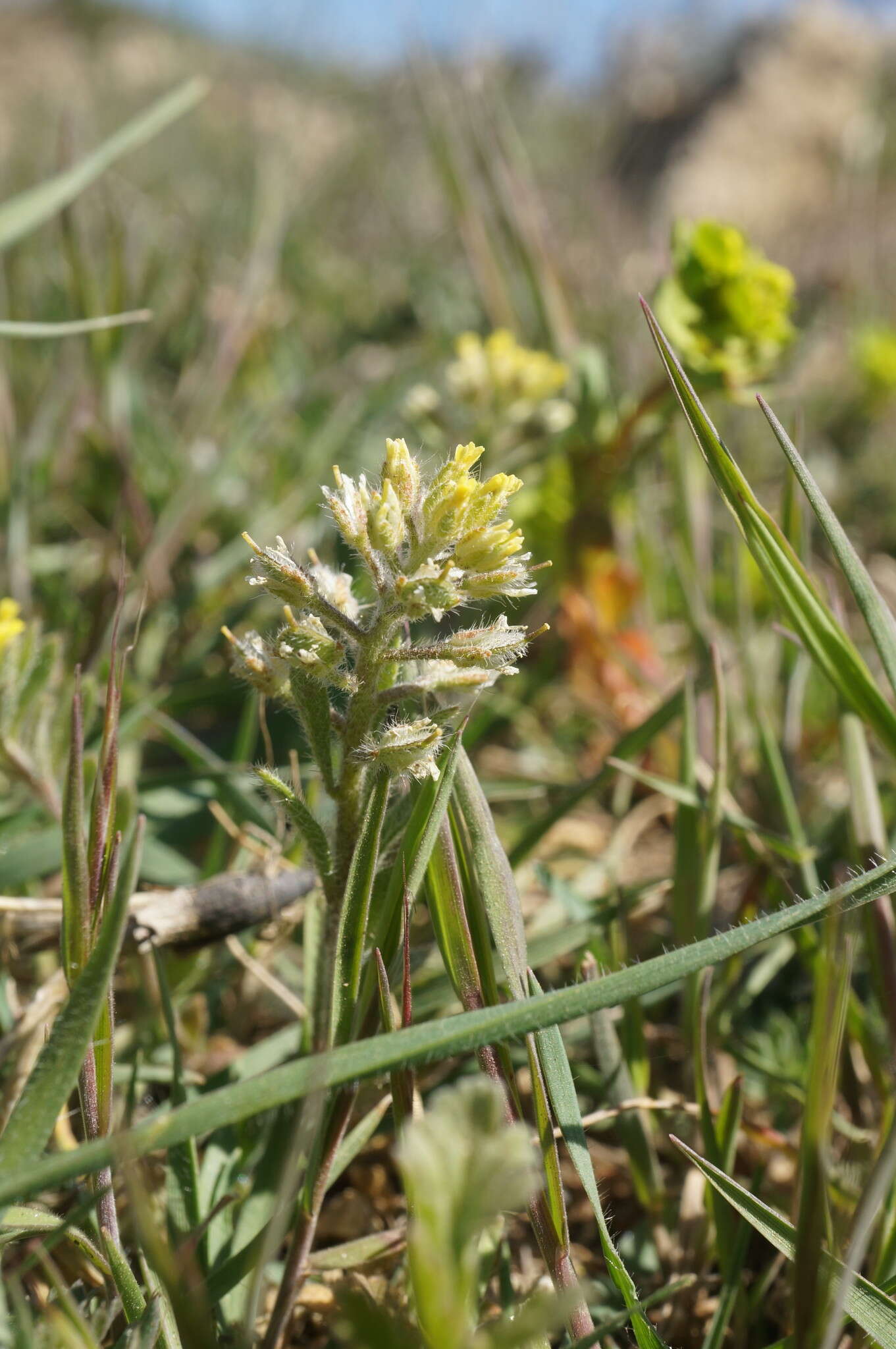 Слика од Alyssum hirsutum M. Bieb.