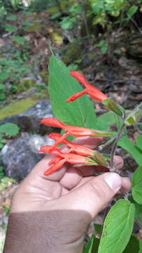 Image of Salvia gesneriiflora Lindl. & Paxton