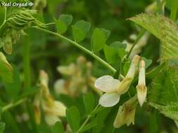 Image of Vicia galeata Boiss.