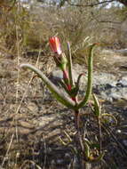 Image of Lampranthus spiniformis (Haw.) N. E. Br.