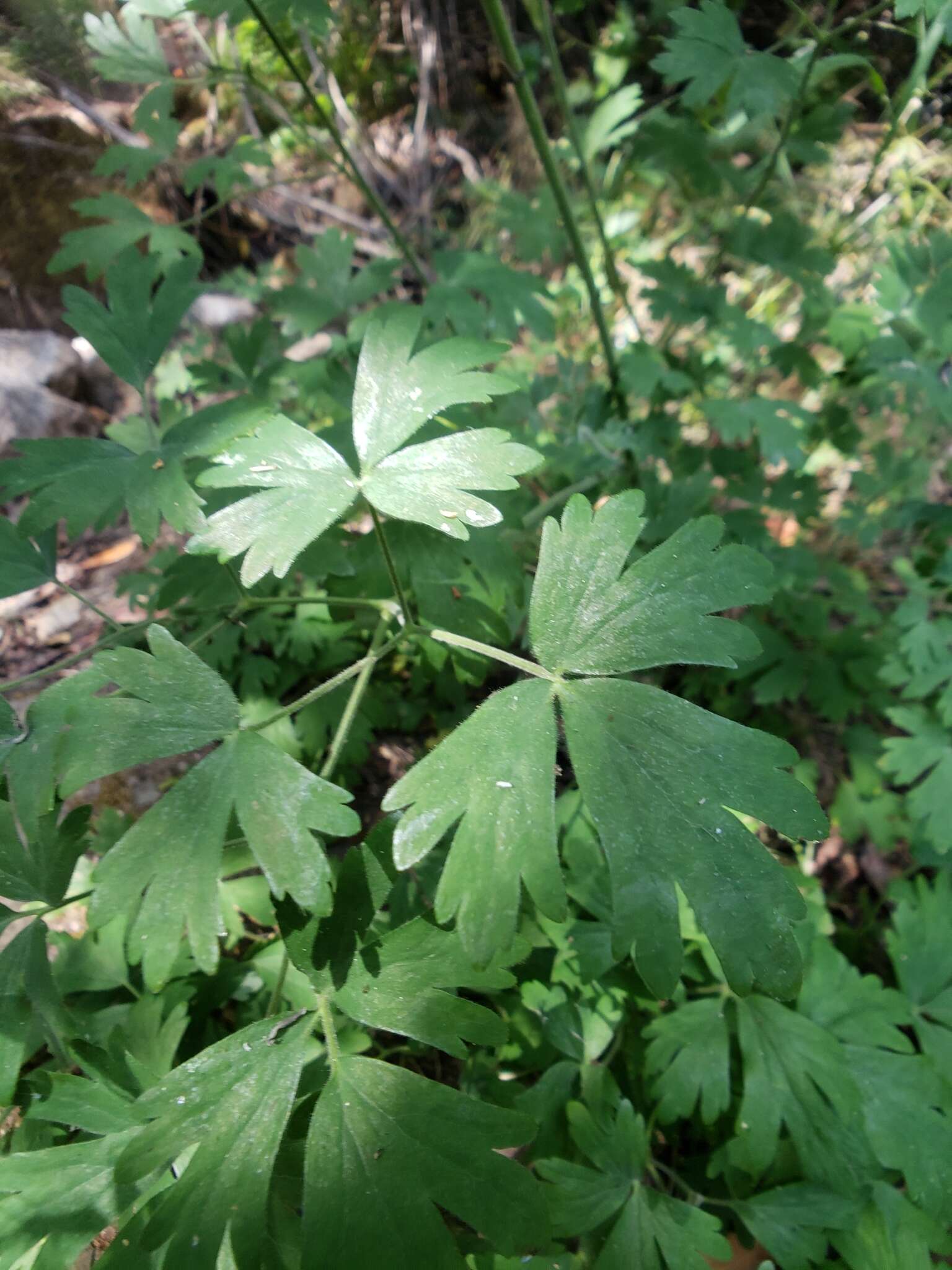 Aquilegia eximia Van Houtte ex Planch.的圖片