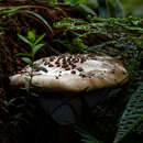 Image of Amanita cruzii O. K. Mill. & Lodge 2001