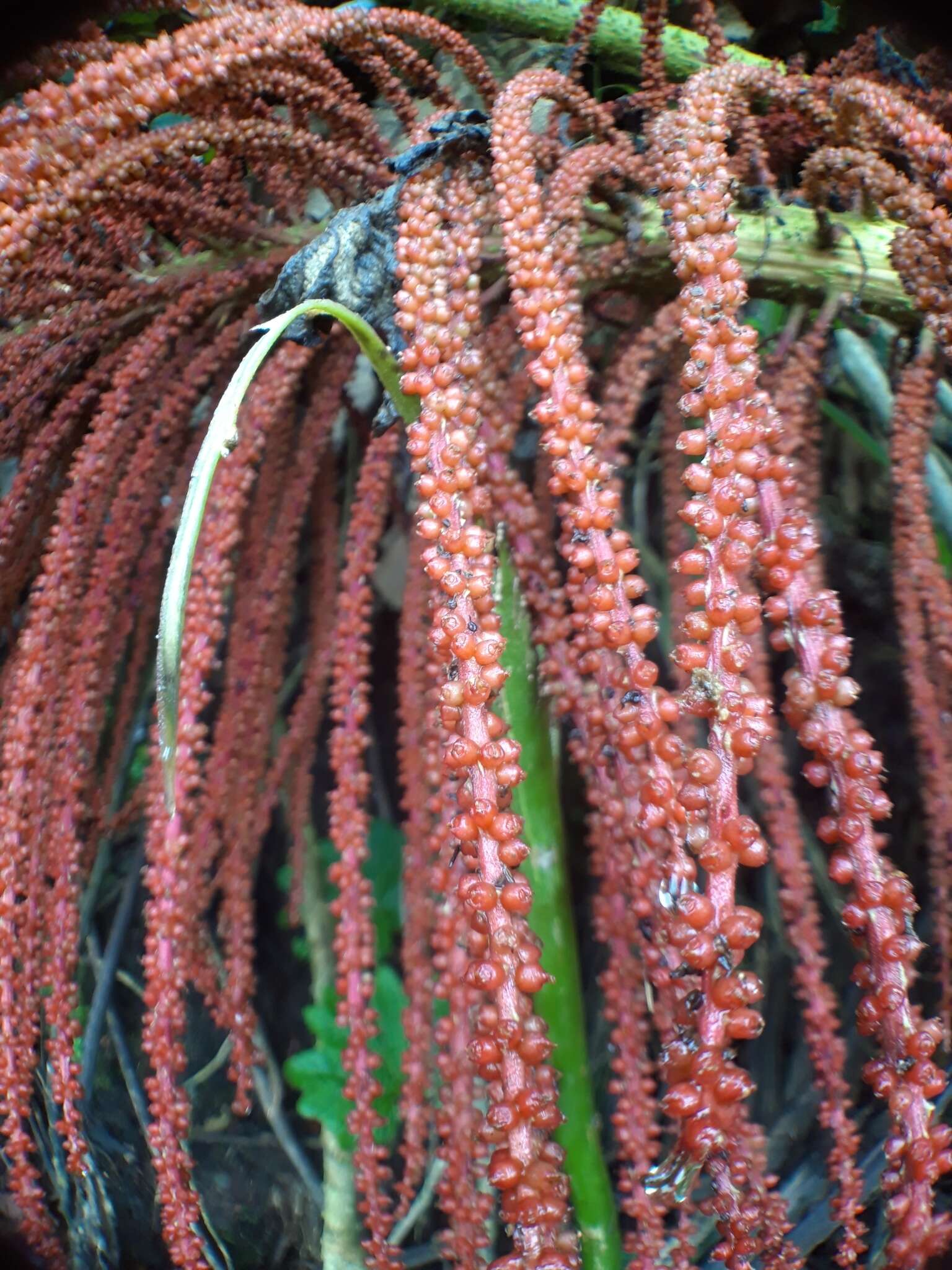 Image of Gunnera brephogea Linden & Andre