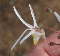 Слика од Nemesia cheiranthus E. Mey. ex Benth.