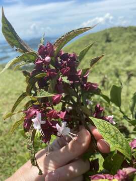 Imagem de Clerodendrum fortunatum L.