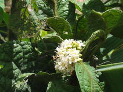 Image of Cordia nodosa Lam.