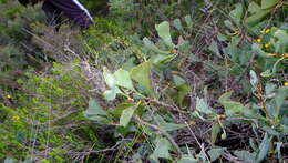 Image de Hakea flabellifolia Meissn.