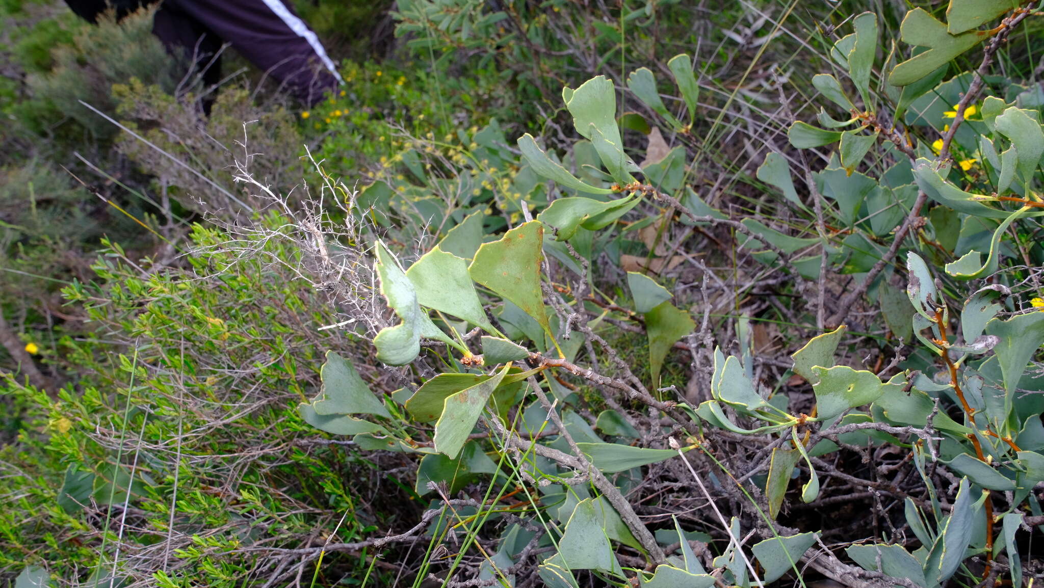 Image of Hakea flabellifolia Meissn.