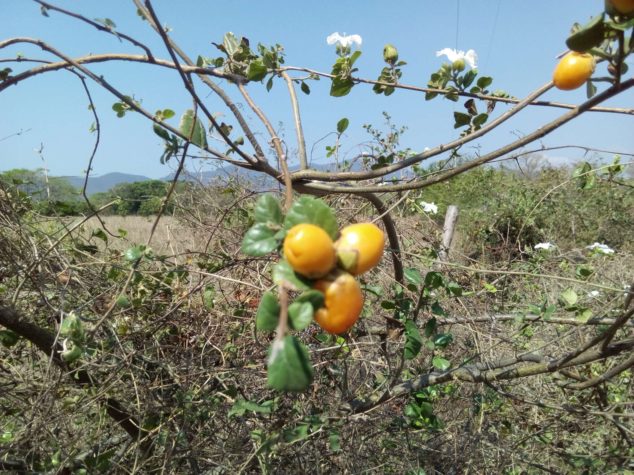 Image of Cordia seleriana Fern.