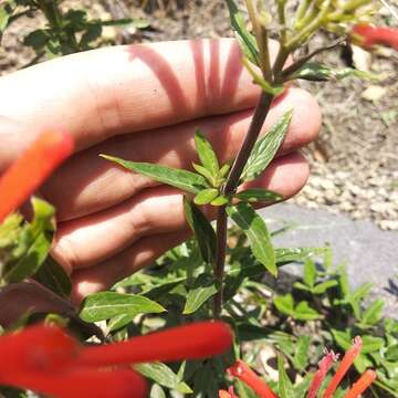 Plancia ëd Bouvardia tenuifolia Standl.