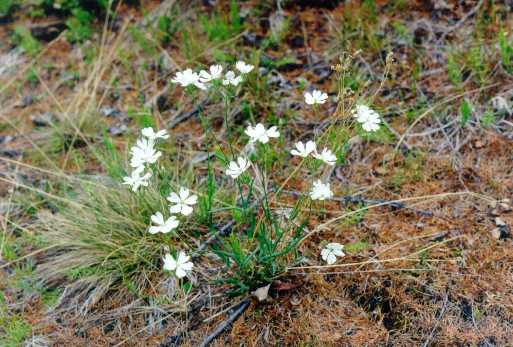 Image of Silene samojedorum (Sambuk) Oxelman