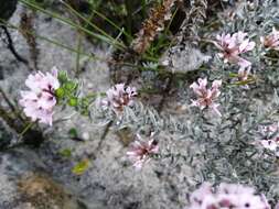 Image of Amphithalea ericifolia subsp. ericifolia