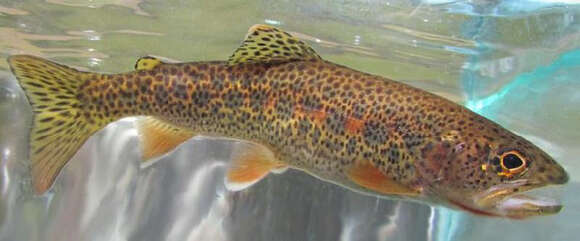 Image of cutthroat trout