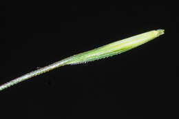 Слика од Elymus gmelinii (Trin.) Tzvelev