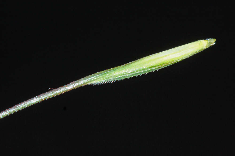 Слика од Elymus gmelinii (Trin.) Tzvelev