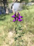 Image of purple dalea