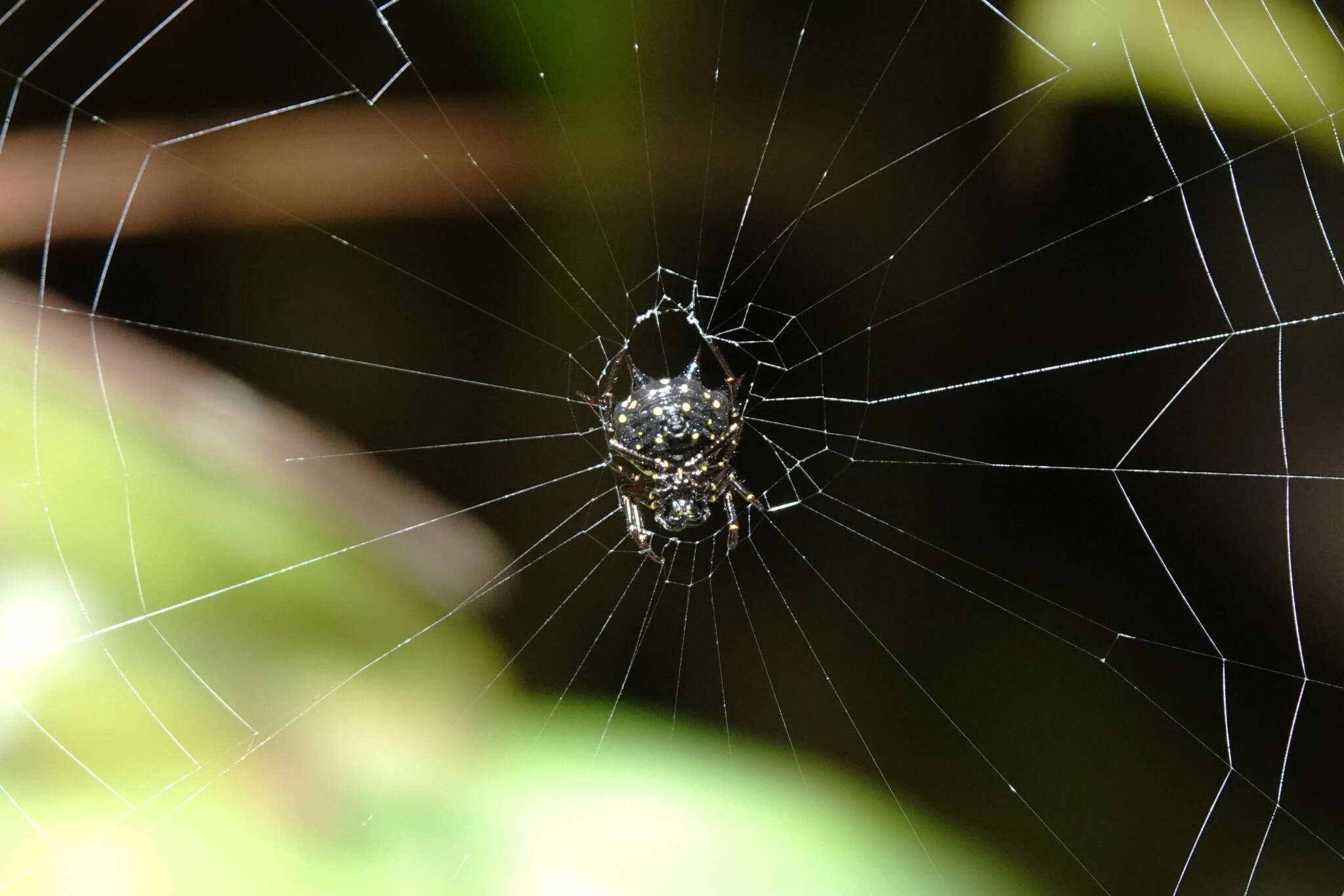 Image of Gasteracantha theisi Guérin 1838