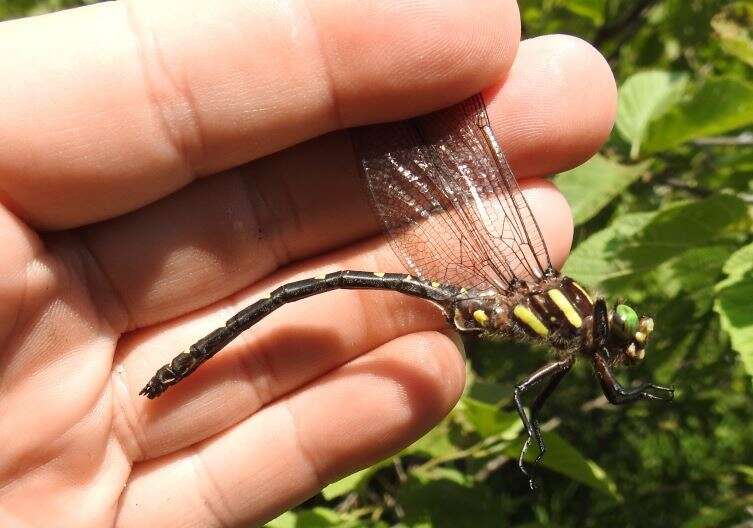 Image of Twin-Spotted Spiketail