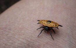 Image of Gasteracantha quadrispinosa O. Pickard-Cambridge 1879