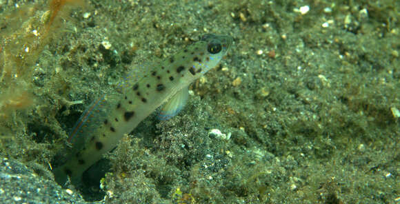 Image of Ambanoro shrimpgoby