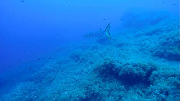 Image of Yellow Barracuda