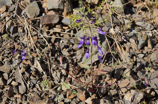 Image de Collinsia greenei A. Gray ex Greene