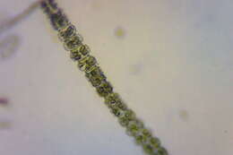 Imagem de Desmidium grevillei