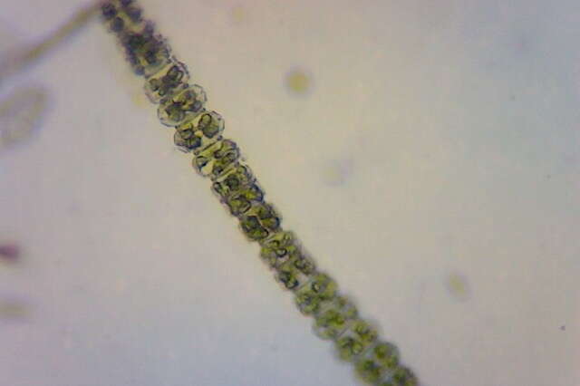 Imagem de Desmidium grevillei