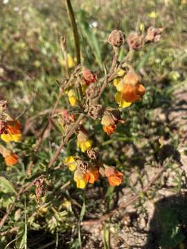 Image of Hermannia multiflora Jacq.