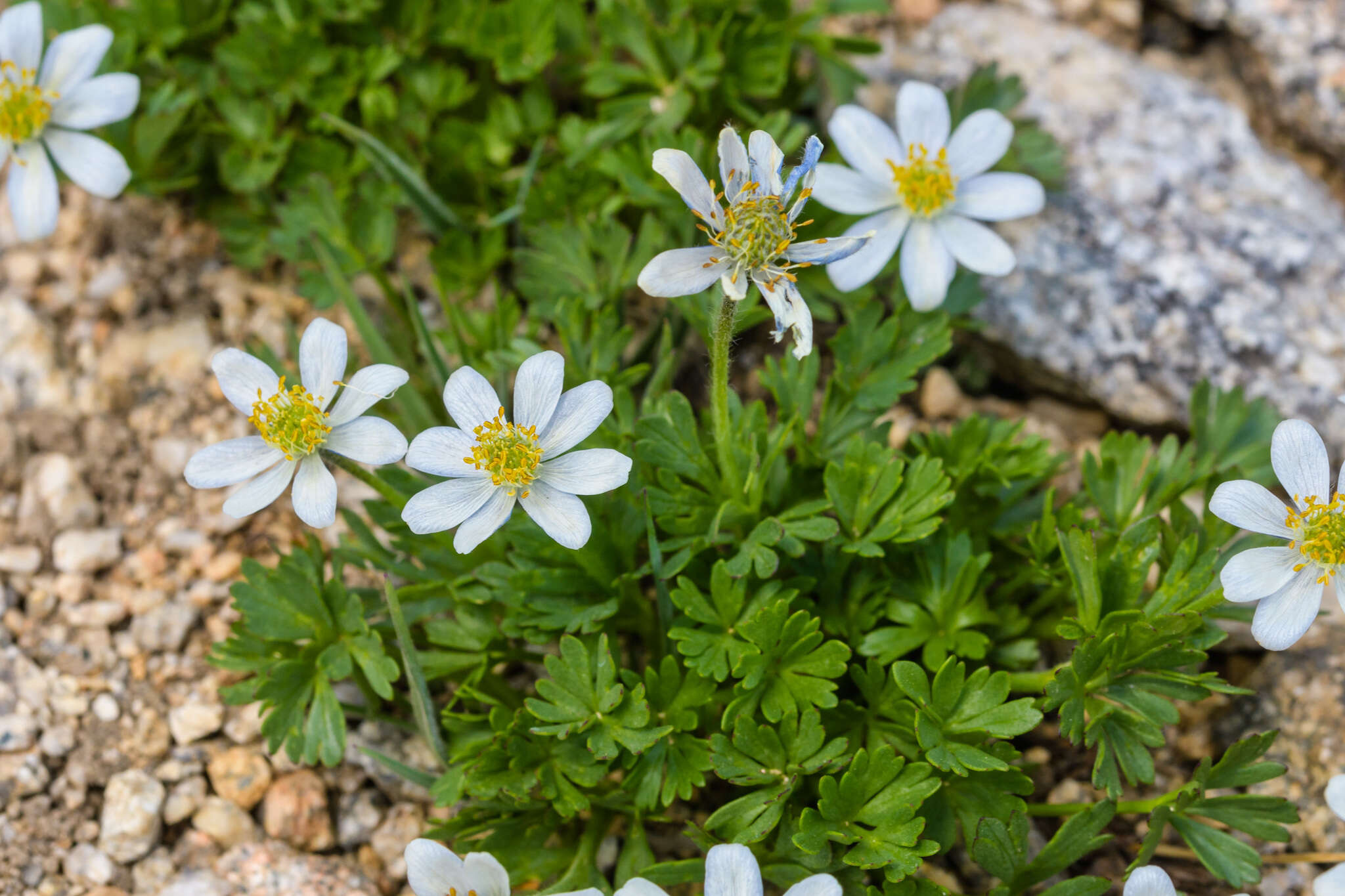 Imagem de Anemone lithophila Rydb.