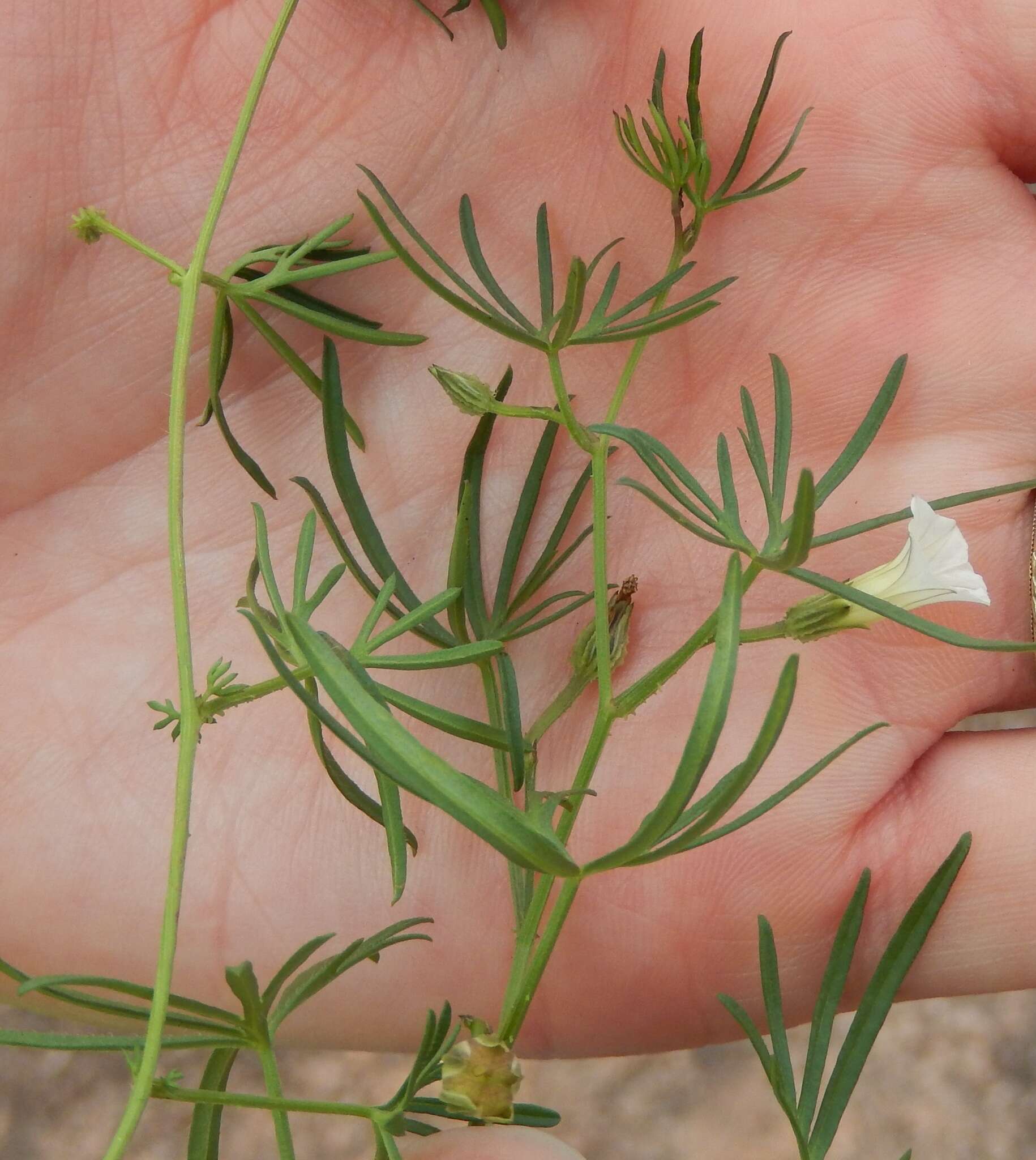 Image of Ipomoea costellata var. edwardsensis O'Kennon & G. L. Nesom