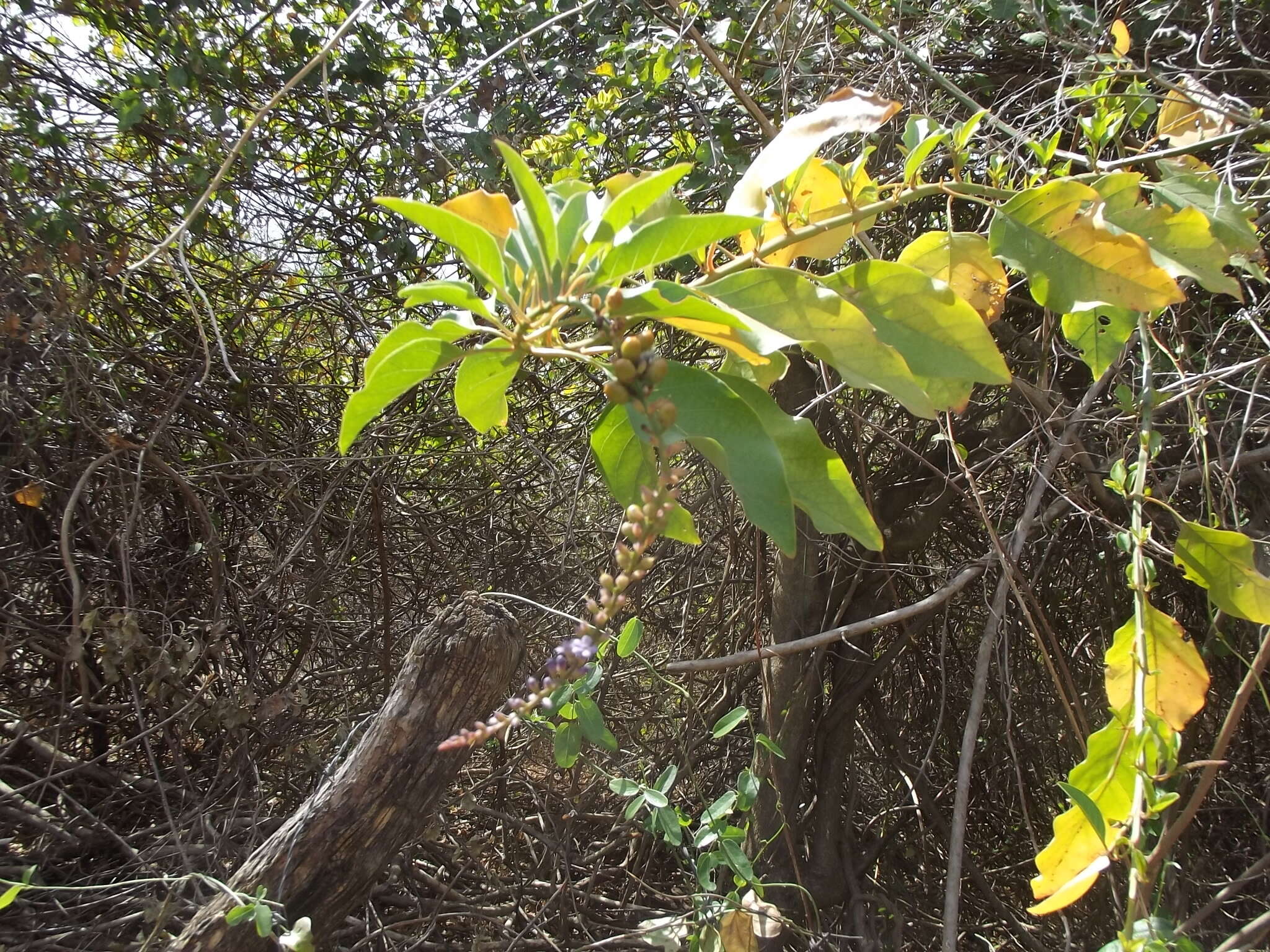 Duranta erecta L. resmi