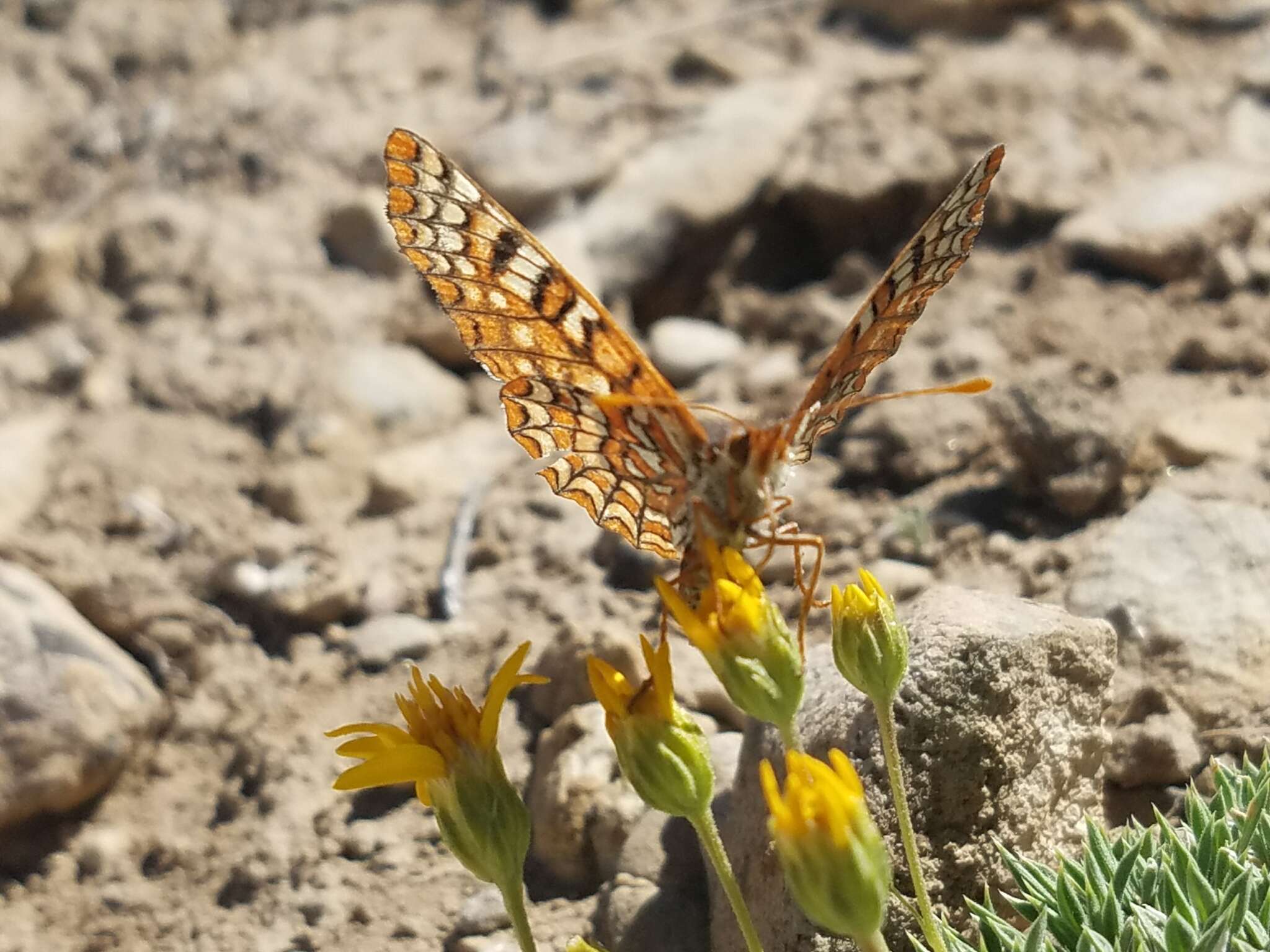 Euphydryas anicia wheeleri (Hy. Edwards 1881)的圖片