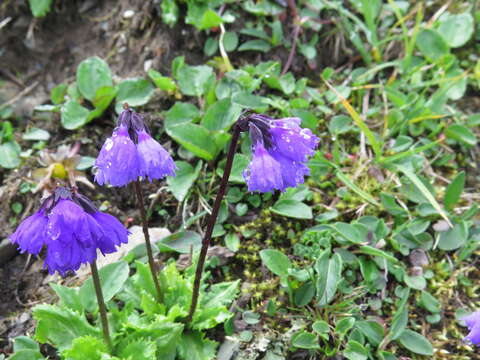 Image of Primula amethystina subsp. argutidens (Franch.) W. W. Sm. & H. R. Fletcher