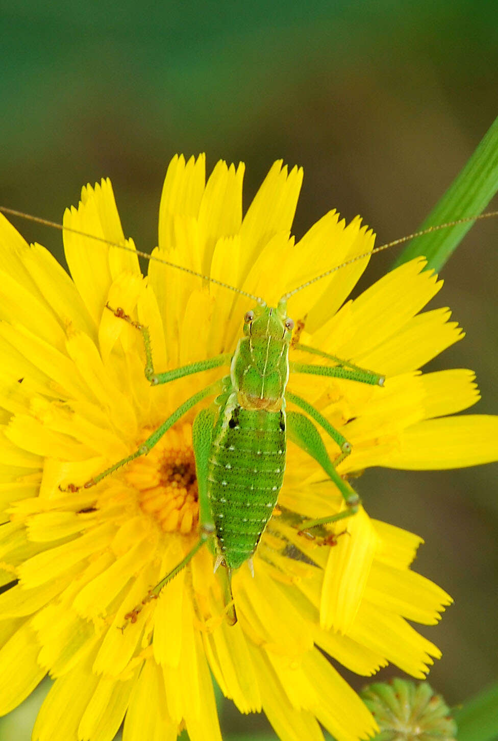 Image of striped bush-cricket