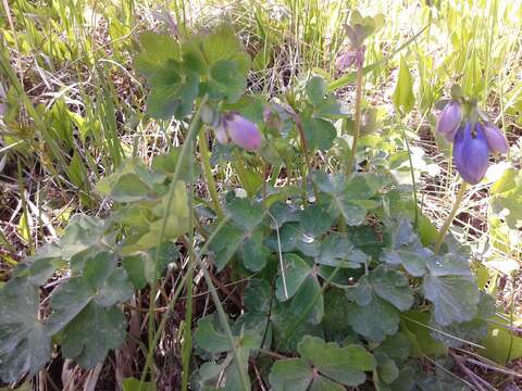 Aquilegia sibirica Lam. resmi