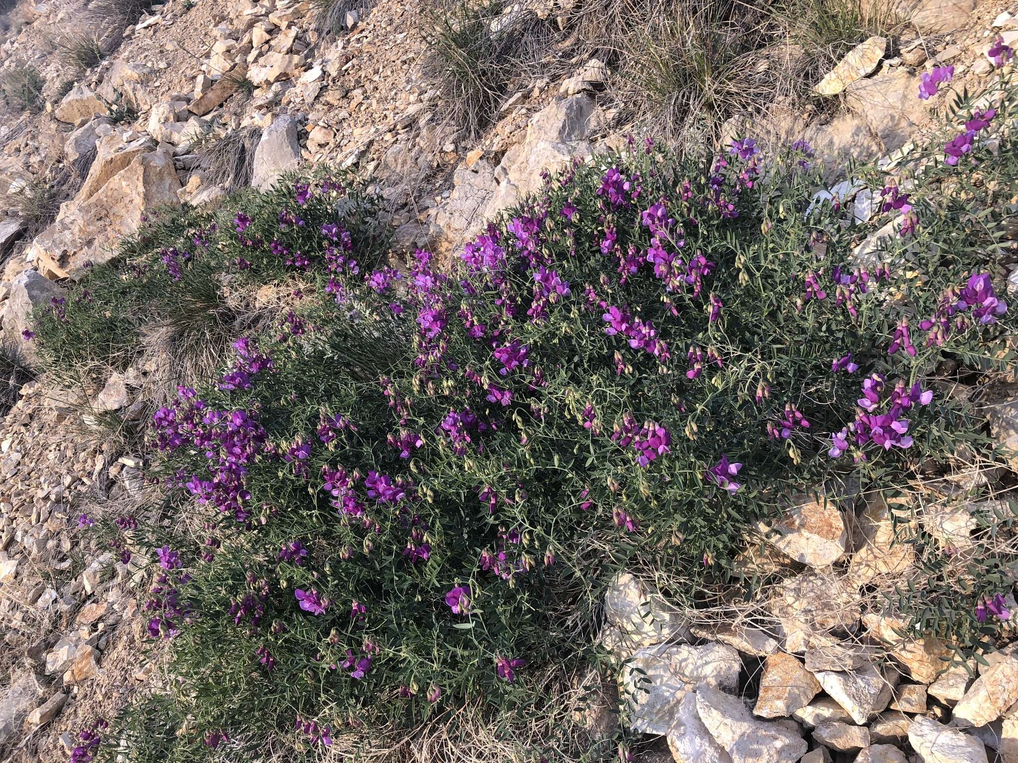 Imagem de Lathyrus zionis C. L. Hitchc.